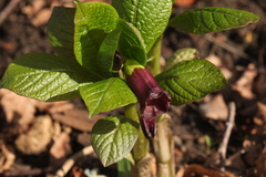 Scopolia caucasica