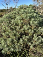 Hymenolepis crithmifolia