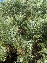 Hymenolepis crithmifolia