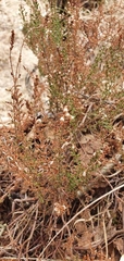 Ericeae