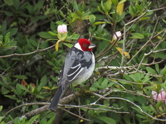 Paroaria dominicana