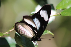 Hypolimnas anthedon wahlbergi