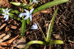 Scilla monanthos