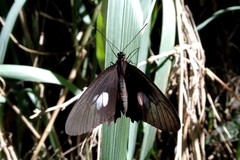 Parides neophilus