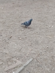 Columba livia domestica