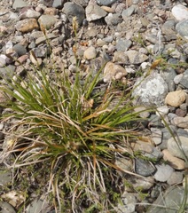 Carex halophila