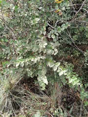 Afrocanthium gilfillanii