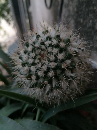 Mammillaria karwinskiana