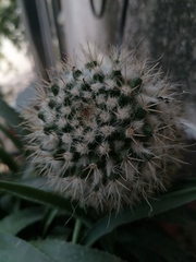 Mammillaria karwinskiana