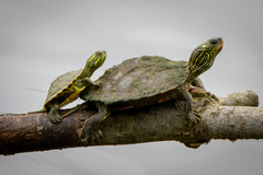 Graptemys geographica