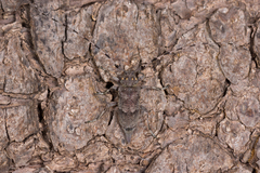 Acanthocinus aedilis