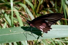 Parides neophilus