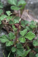 Rubus nepalensis