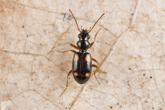 Bembidion quadrimaculatum