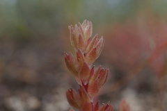 Sedum aetnense