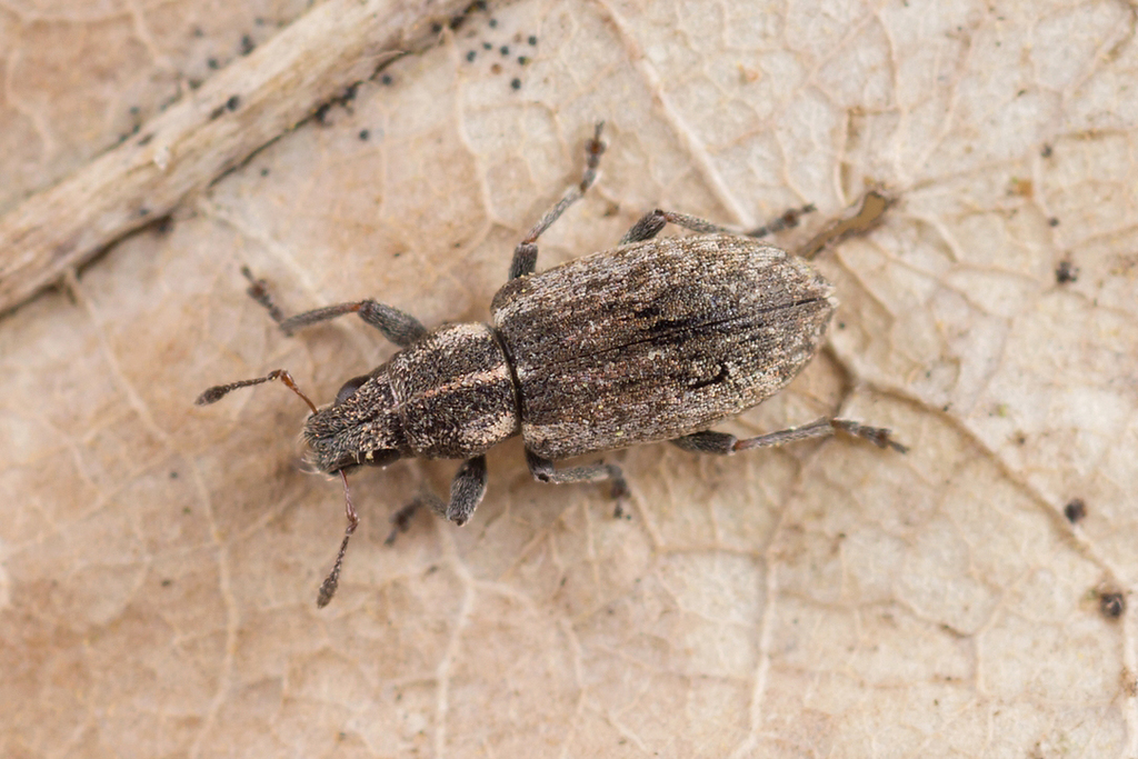 Sitona humeralis