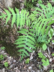 Polymnia laevigata