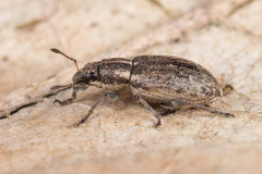 Sitona humeralis