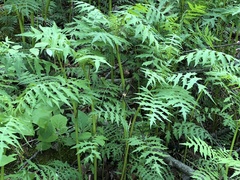 Polymnia laevigata