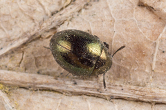 Lamprobyrrhulus nitidus