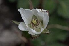 Rubus nepalensis