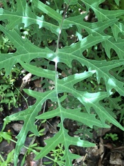 Polymnia laevigata