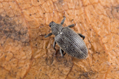 Orchestes calceatus