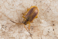 Galerucella pusilla