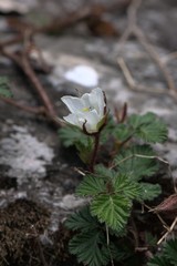 Rubus nepalensis