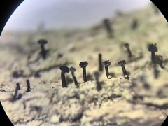 Calicium lenticulare