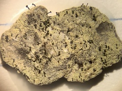 Calicium lenticulare