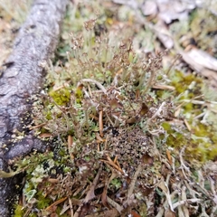 Cladonia crispata