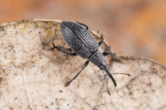 Catapion