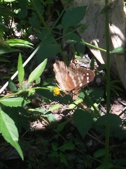 Lepidoptera