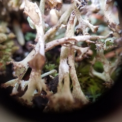 Cladonia crispata