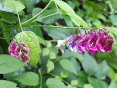Lathyrus venetus