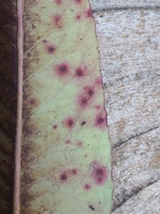 Diplocarpon