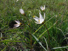Tulipa patens