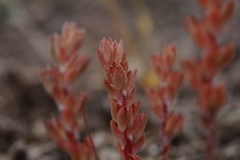 Sedum aetnense