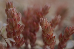 Sedum aetnense
