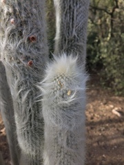 Cephalocereus senilis