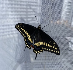 Papilio polyxenes