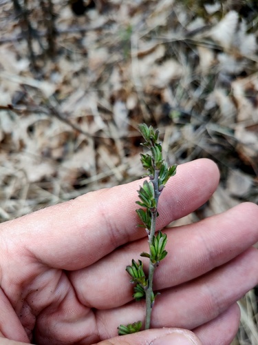 Chamaecytisus ruthenicus, photograph 4