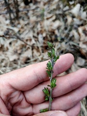 Евгений Егорейченков, CC BY, iNaturalist via GBIF Chamaecytisus ruthenicus, photograph Евгений Егорейченков, CC BY, iNaturalist via GBIF