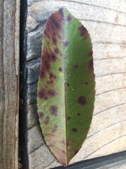 Diplocarpon