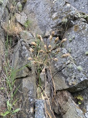 Triteleia clementina