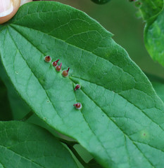 Celticecis celtiphyllia