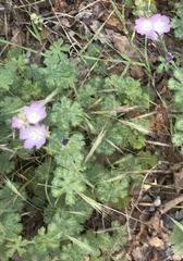 Sidalcea diploscypha