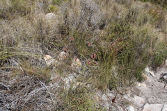 Thamnochortus lucens