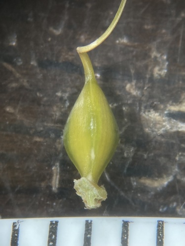 Carex louisianica image